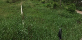 Nợ chồng chất chính chủ bán nhanh 125m² đất Củ Chi giá 1.2 tỷ