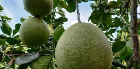 Bán đất vườn trồng bưởi vị trí đất đẹp Đồng  Nai