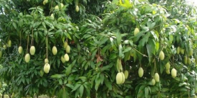 bán mấy lô vườn xoài sát nhau sổ hồng riêng đương 8m