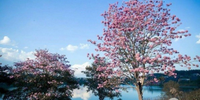 Bán gấp đất 233m2 full thổ cư mặt tiền đường 8m ở Tp. Bảo Lộc