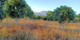 Hàng siêu khủng 1 lô duy nhất sau trường TRẦN BÌNH TRỌNG CÁCH QL1 CHỈ 50M