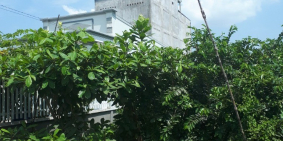 Đất thổ cư mặt tiền kinh doanh xã Tam Thôn Hiệp Cần Giờ 140m2 giá chỉ 1tỷ9.