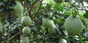 Bán vườn trái cây Định Quán, giáp sông Đồng Nai Quốc Lộ 20