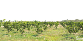 đất trang trại cần bán có thương lượng