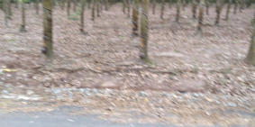 Bán đất xã Minh Thạnh, Dầu Tiếng, Bình Dương. Diện tích hơn 6HA. Mặt tiền đường