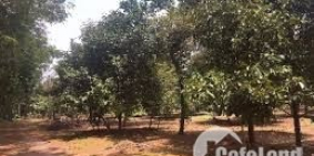 bán vườn cây ăn trái thành phố long khánh diện tích 1 mẫu 1