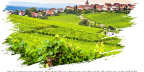 Khu nghỉ dưỡng xanh Sunvalley tại TP.Bảo Lộc