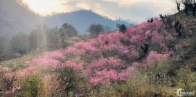 Bán lô đất trung tâm y tý 600m2 cực rẻ!!