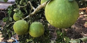 Đất vườn Định Quán giáp sông, ngang 10m dài 100m, sổ sẵn