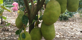 bán đất vườn du lịch ở xã Bình Lộc, Long khánh