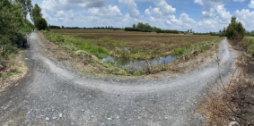 Đất lúa tại xã Long Thạnh, huyện Thủ Thừa cách QL N2 1.2 km giá chỉ 290 triệu ch
