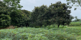 | Tiến Mai Dreamland | Bán lô 1143m2 giá 1,4tr/1m2 Tại Xuân Khanh Sơn Tây