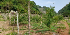 Bán nhanh lô 6000M2 – Đông Sang, Mộc Châu, Sơn La GIÁ SIÊU XINH