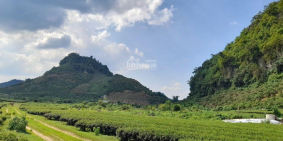 LOA LOA LOA SIÊU PHẨM VIEW ĐỒI CHÈ NÔNG TRƯỜNG MỘC CHÂU ĐÂY Ạ!!!!