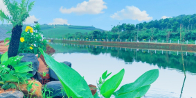 Khu nghỉ dưỡng tránh dịch BẢO LỘC 150m2/full thổ cư - sổ sẵn