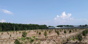 Bán 3.1 hecta đất trồng cây lâu năm xã Phú Thanh, H. Tân Phú, Đồng Nai