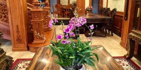 Bán BIỆT THỰ sân vườn SIÊU ĐẸP Thanh Xuân 150m2 19,5 tỷ.