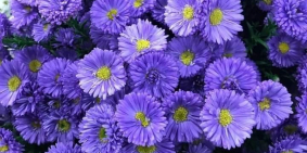 Bán nhanh lô đất 75m2, giá 800tr ngay khu công nghiệp Bàu Bàng ở Lai Uyên full t