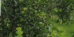 Tôi cần chuyển nhượng 100hata rừng cây cao su và 6hata cây cam đã có trái bói