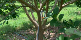 BÁN VƯỜN BƯỞI 1,5 HA – CÓ 1400 GỐC (7 NĂM TUỔI) ĐANG THU HOẠCH