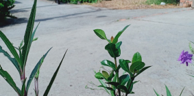 Đất Đẹp Giá Mềm Sa Đéc, Mùa Dịch 2021