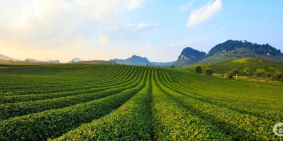 Đất nền nghỉ dưỡng TTNT Mộc Châu đón sóng cao tốc, gần khu du lịch, có sổ đỏ, ph