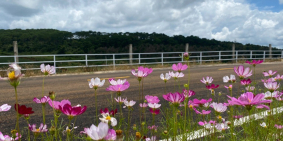 GIA ĐÌNH CẦN BÁN ĐẤT GẦN ĐỒI CHÈ TÂM CHÂU VIEW ĐẸP GIÁ CHỈ 399TR