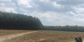 Cần Bán Gấp Lô Đất 1113m2, Giá 2Tr/m2 Phường Chánh Phú Hòa, Thị Xã Bến Cát