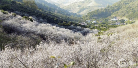 Cần bán Mảnh đất có vị trí đắc địa gần cao tốc Hoà Bình, Sơn La tại Mộc Châu