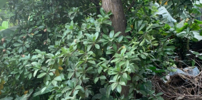 Bán 68m2 đất Ngọc Tảo, Phúc Thọ, ô tô đỗ cửa, giá đầu tư