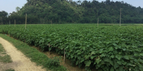 Cần Tiền bán gấp đất nông nghiệp trồng dược liệu làm dự án giá rẻ