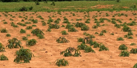 Cần tiền bán 1ha đất nông nghiệp hoà thắng 1,2tỷ gần ĐT716 ra biển Lh 0938677909