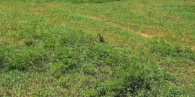 Bán 5871m2 đất vườn bình thuận 645tr gần công viên safari 3300ha Lh 0385.230667