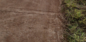 Cần bán gấp 3ha đất rẩy cafe mắc ca sầu riêng