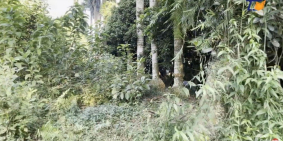 Siêu Phẩm Đất Vân Hòa Ba Vì 11000m2 View cánh đồng Có Sẵn ao LH: A Tiến