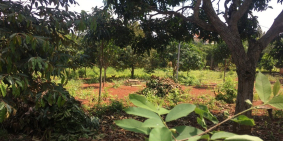 Vườn trái cây mặt tiền đường lộ giới 10m, 1045m2 chỉ với 635 triệu.