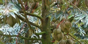 Thật 100% Đất Trung Tâm Thị Xã Chỉ 250 Ngàn/M2