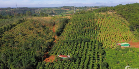 2,1 ha cây trồng phủ kín , nhà cửa  điện nước đầy đủ