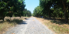 Bán vườn xoài gần trường học, chợ, mặt tiền đường, quy cách 20x50.