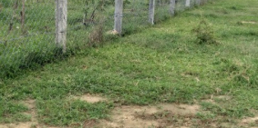 Chính chủ cần bán đất tại thành phố Phan Rang- Tháp Chàm