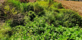 Đẩt mặt tiền tp Đà Lạt giá ngộp cần bán gấp. 1074m2 giá 15 tỷ