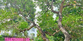 Bán Jamona Home Resort Nhà Hoàn Thiện Mới, Nội Thất Mới - ToanTranVillas