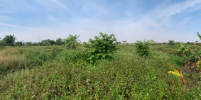 Bán đất 14000m2 Xuân Trường Nam Định