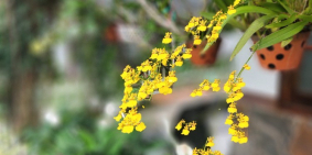 Cần bán lô đất tại Suối Cao, Xuân Lộc, Đồng Nai. Diện tích 3 mẫu, gần khu dân cư