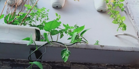 Bán nhà nhỏ quận 7 ,hẻm an ninh thoáng mát,gần chợ