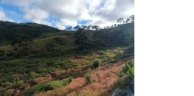 17 hecta đất trồng cây lâu năm tại Dasar - Lạc Dương,Lâm Đồng.