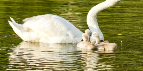 Cập nhật thông tin DA Ecopark Nghệ An –KĐT quy mô nhất Miền Trung