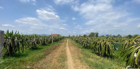 6,1 Sào Hàm Kiệm - Bán hết sổ chỉ  950 Tr/  ( 155 Triệu/ Sào )