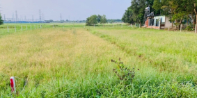 Đất vườn củ chi 1500m2 2ty4 mặt tiền đường bê tông 12m, sổ hồng riêng