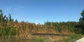 Bán lô đất lúa DT 2733 m2 view sông rạch tôm đường lê văn lương, xã nhơn đức.